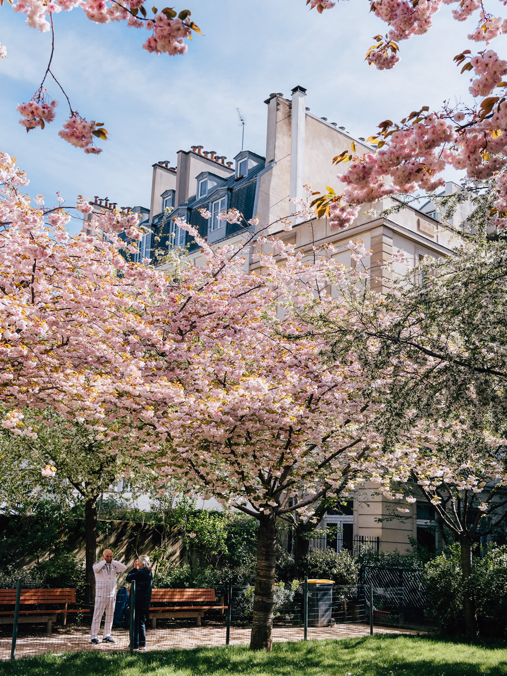 Best things to do in Paris: cherry blossoms